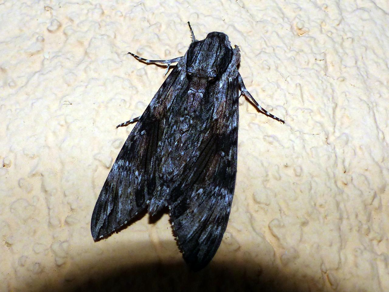 help id Falena:  Agrius convoluli (Sphingidae)